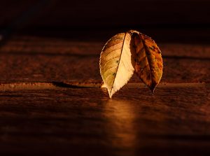 https://pixabay.com/en/leaf-autumn-wood-contrast-dark-409258/